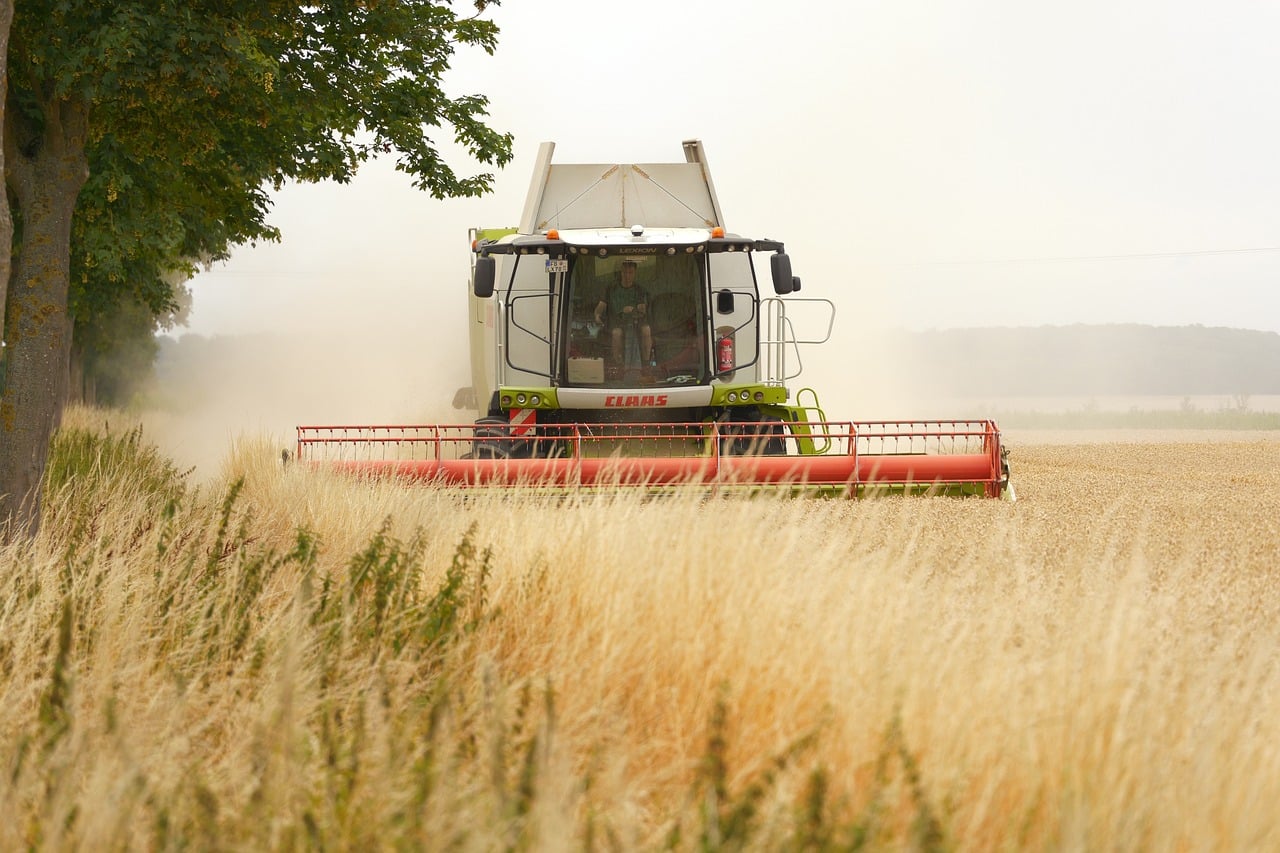 Moissonneuse-batteuse Claas Lexion en récolte de blé, coupe rouge en action